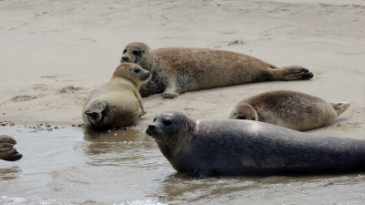 Gewone Zeehond