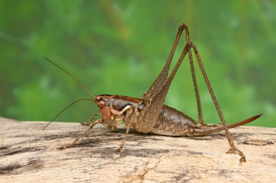 Rhacocleis germanica.jpg