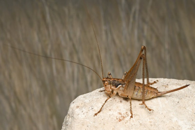 rhacocleis germanica 2.jpg