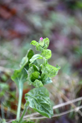 Dagkoekoeksbloem