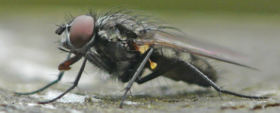 Anthomyiidae indet.