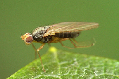 Scaptomyza pallida