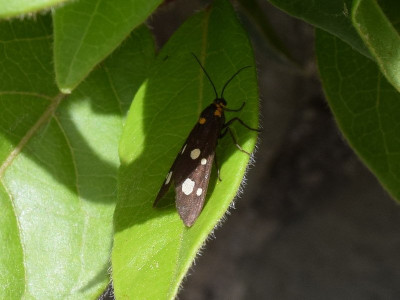 Dysauxes famula