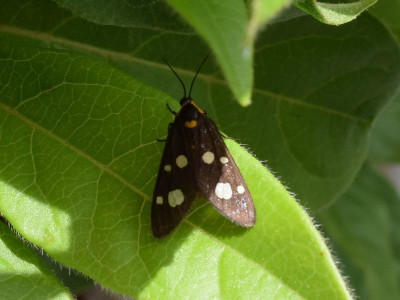 Dysauxes famula