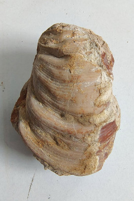 Fossiel