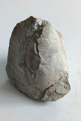Fossiele Schelp