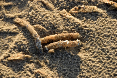 Schelpkokerworm