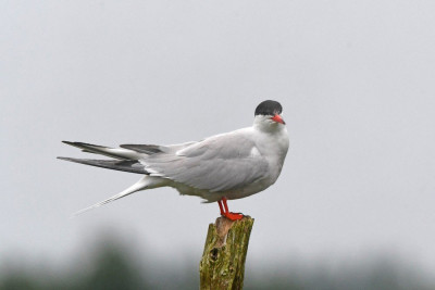 Visdief