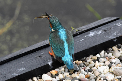 IJsvogel