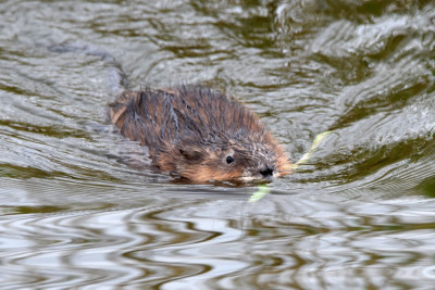 Muskusrat