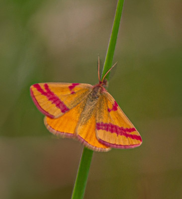 IMGL1046  Mothing   Vlinders.jpg