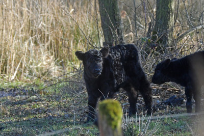 Galloway (kalfjes)