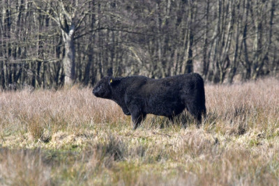 Galloway ((stier)