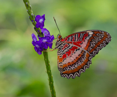 ALB_1740  Butterflying Around the World.jpg