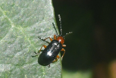 Oulema duftschmidi/melanopus