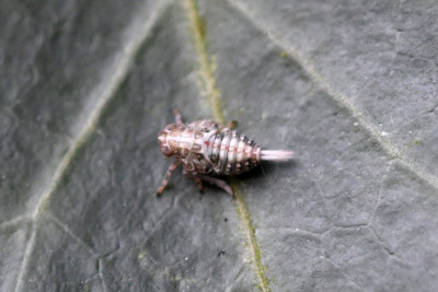 Klimopkevercicade