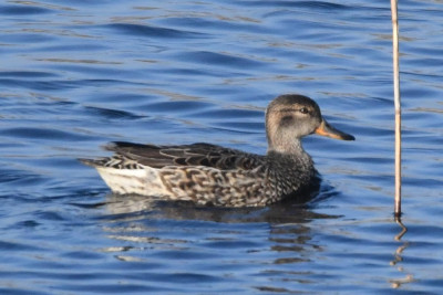 Wintertaling ♀