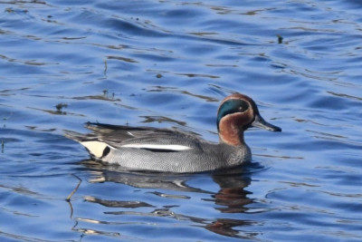 Wintertaling ♂