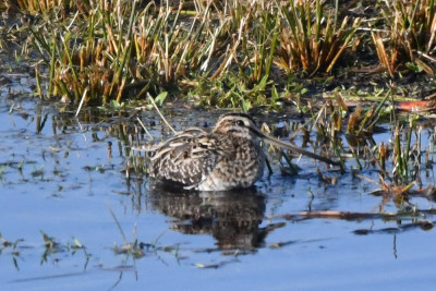 Watersnip
