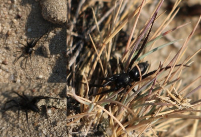 IMG_5574-2 Drassyllus of Zelotes sp..jpg