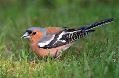 sized_vink.JPG