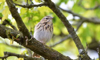 sized_Boompieper Gerheserheide.JPG