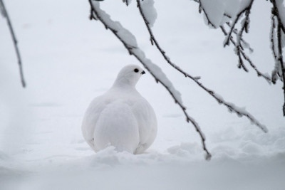 Moerassneeuwhoender 08-01-24-2.jpg