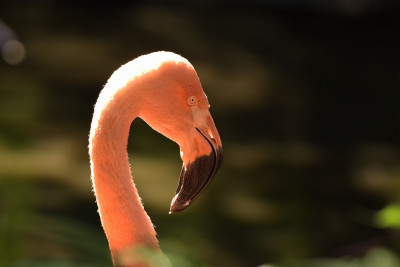 sized_Chileense flamingo.JPG