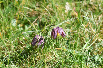 Wilde kievitsbloem