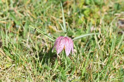 Wilde kievitsbloem