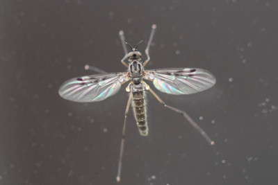 Sylvicola punctatus