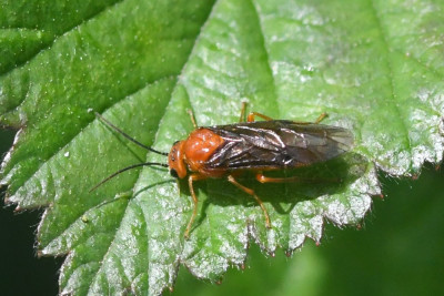 Hemichroa crocea