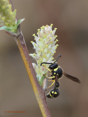 Urntjeswesp-9803.JPG