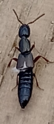 IMG_20250423_200733.jpg