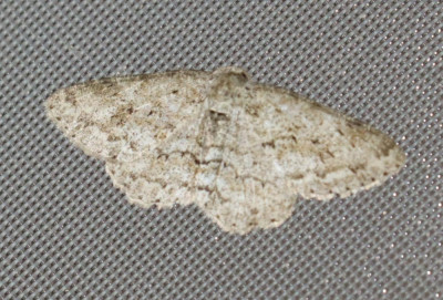 IMG_8107-2 Gewone spikkelspanner.jpg
