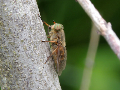 Veenknobbeldaas ♀