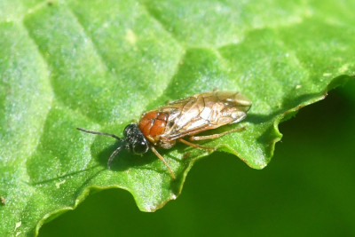 Periclista albida