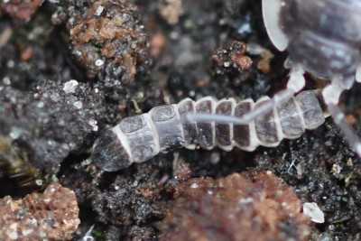 Kortschildglimworm