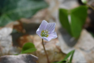 Witte klaverzuring