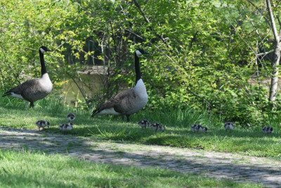 Grote Canadese gans