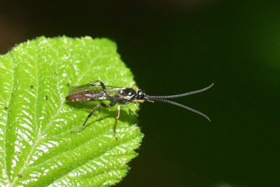 Crypteffigies lanius