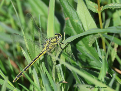 PLASROMBOUT-0915.JPG