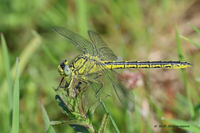 Plasrombout-0941.JPG