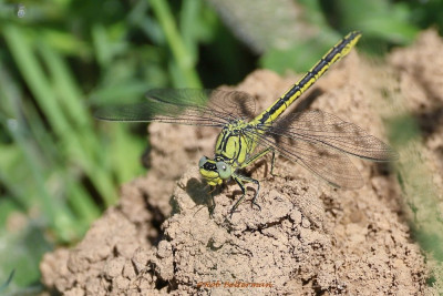 Plasrombout-0954.JPG