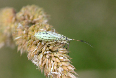 Grote bonte graswants (larve/nimf)
