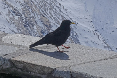Alpenkauw