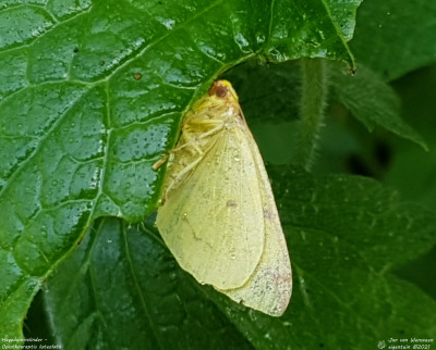 Hagedoornvlinder - Opisthograptis luteolata - Capelle a/d/IJssel