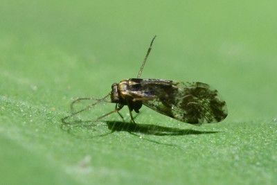Loensia fasciata