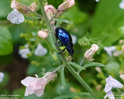 Blauwe muntgoudhaan - Chrysolina coerulans - Capelle a/d IJssel
