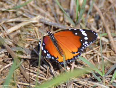 Kleine monarchvlinder - Danaus chrysippus - Amposta - Spanje